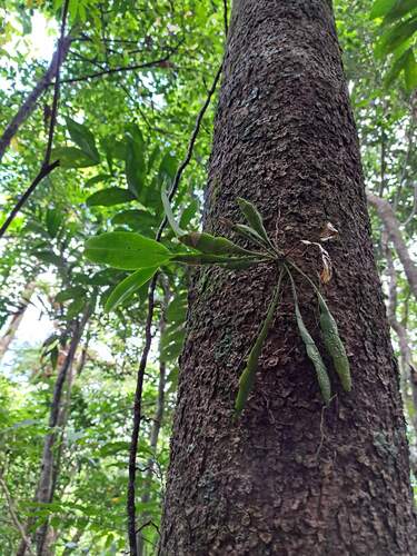 Dendrobium platygastrium observed 2023-11-27