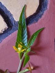 Ludwigia hyssopifolia image