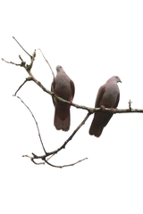 Patagioenas goodsoni