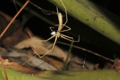 Deinopis longipes