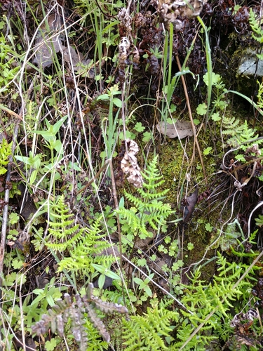 iNaturalist observation photo of goldback fern