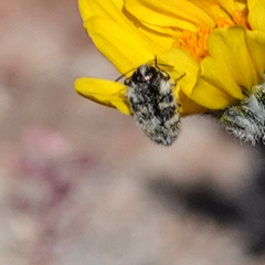 Acmaeodera tuta