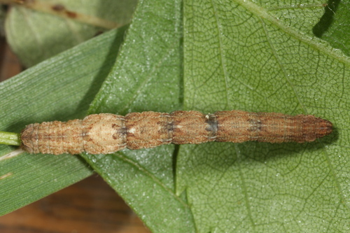 Juodajuostis Sprindžiukas nuotrauka