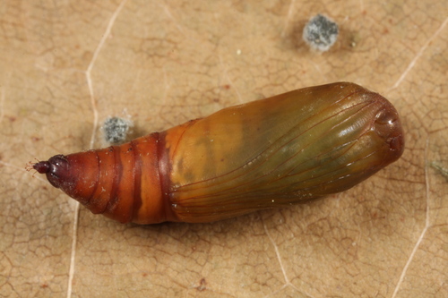 Juodajuostis Sprindžiukas nuotrauka