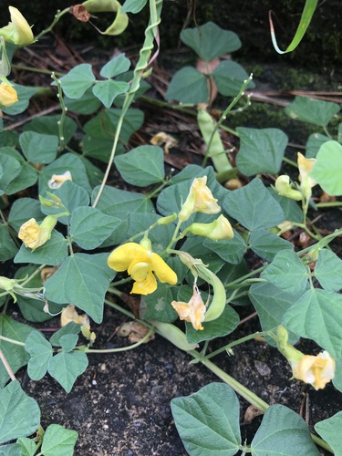 Dunbaria villosa, photograph 5