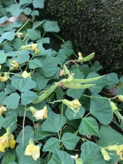 Dunbaria villosa, photograph author not stated, no rights reserved
