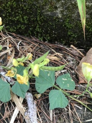Dunbaria villosa, photograph author not stated, no rights reserved