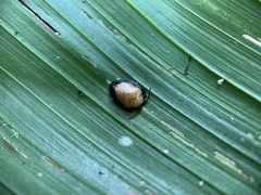 Calyptocephala gerstaeckeri