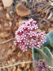 Asclepias nummularia
