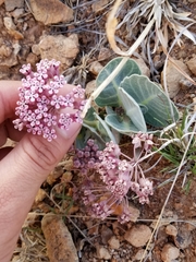 Asclepias nummularia
