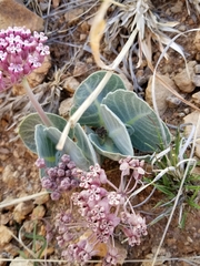 Asclepias nummularia