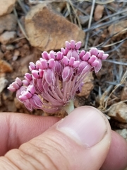Asclepias nummularia