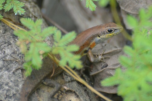 Guinea Mabuya