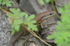 Guinea Mabuya photo 2