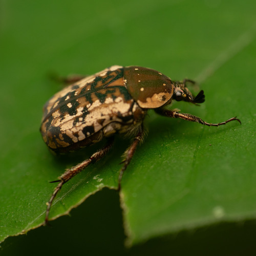 Eastern Variable Fruit Chafer photo 4