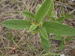 Colubrina cubensis floridana