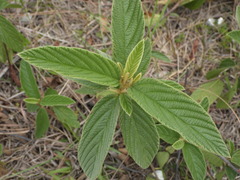 Colubrina cubensis floridana