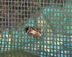 Agabus disintegratus