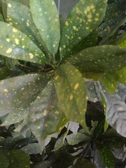 Codiaeum variegatum