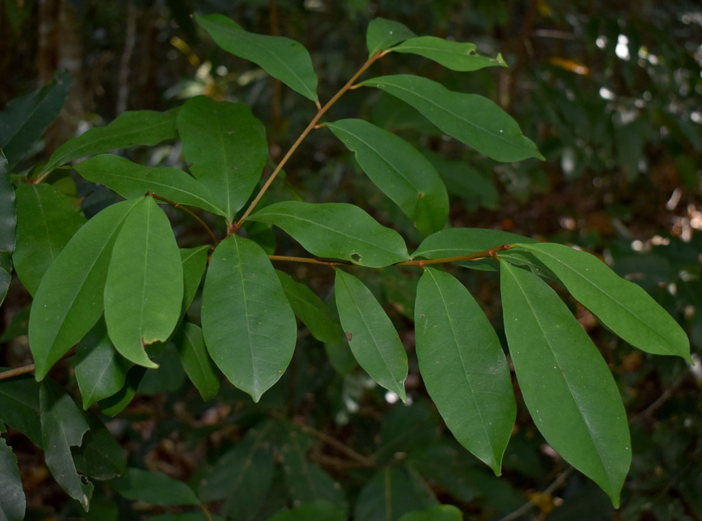 flowering plants from Barron Gorge QLD 4870, Australia on November 7 ...