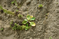 Ixeridium laevigatum