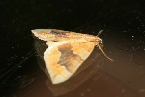 Barred Yellow, Wageningen, Nederland, photo 3 of 10