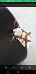 Euerythra phasma