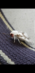 Euerythra phasma