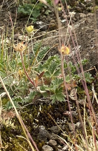 One-flower Cinquefoil (Potentilla uniflora)
