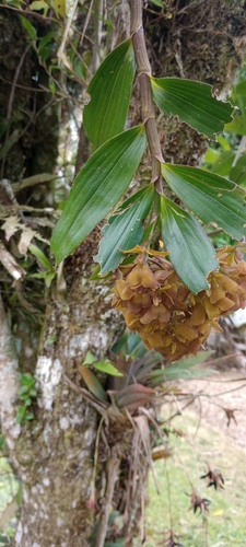 Epidendrum brenesii Schltr.