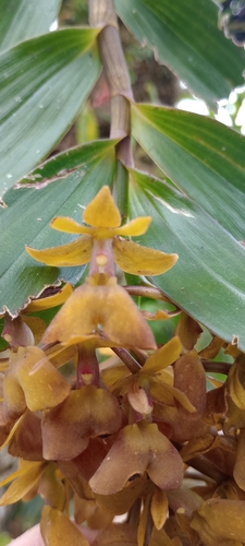 Epidendrum brenesii Schltr. 2
