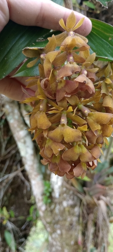Epidendrum brenesii Schltr. 3