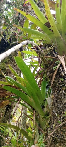 Epidendrum brenesii Schltr. 4