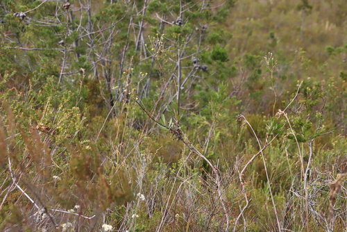 Othonna quinquedentata