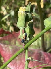 Harmonia axyridis