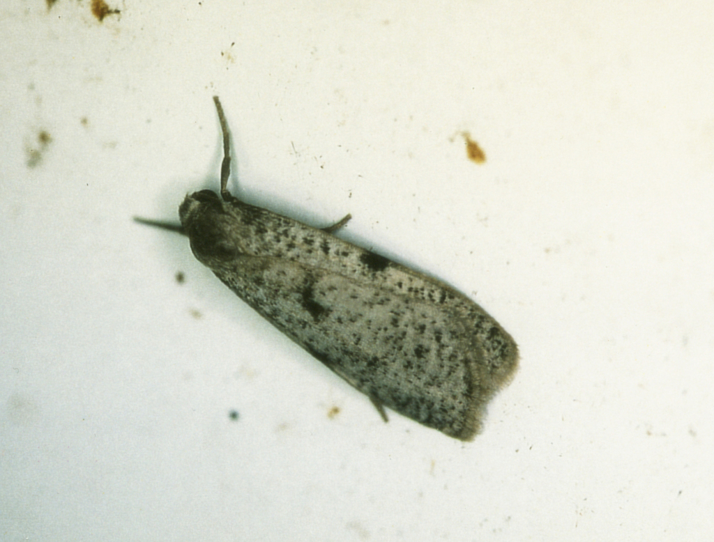 Pasteosia irrorata