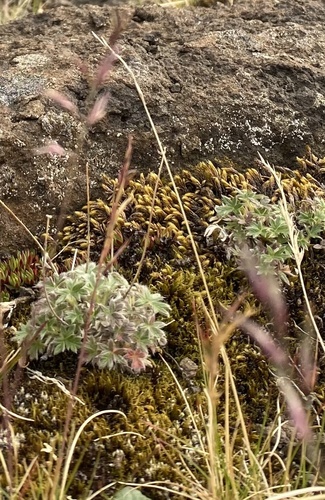 Potentilla uniflora, photograph 2