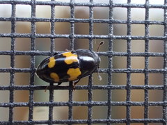 Glischrochilus fasciatus