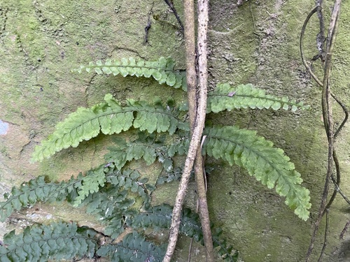 Vandenboschia auriculata iNat (2)