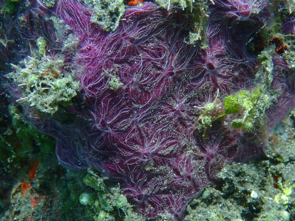 Chalinula nematifera from Bitung, Sulawesi Utara, Indonesia on November ...