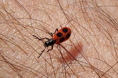 Pelonides quadripunctata