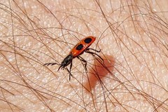 Pelonides quadripunctata