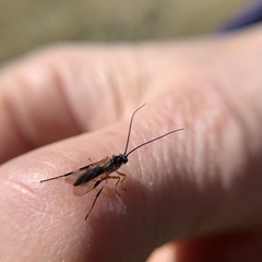 Earinus limitaris