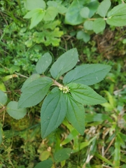 Euphorbia hirta image