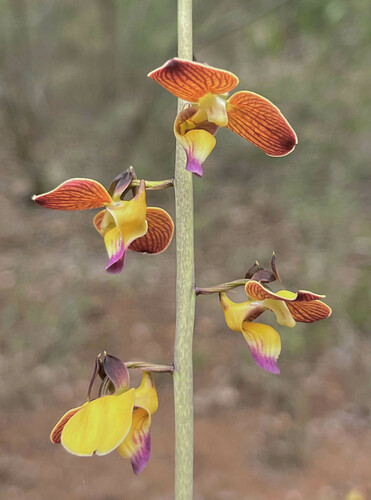 Savanna Harlequin (Eulophia schweinfurthii)