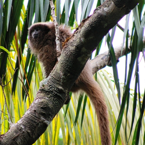 Black-fronted Titi