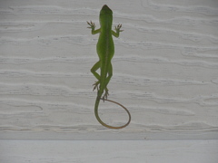 Anolis carolinensis