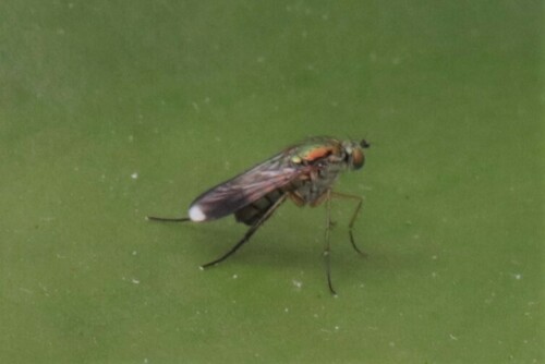 Semaphore Fly, Wageningen, Nederland, photo 6 of 10