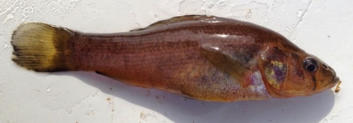 Western Pirate Perch