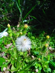 Erechtites hieraciifolia image